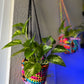 Wafflecone Plant Hanger 4.5” - Accessory